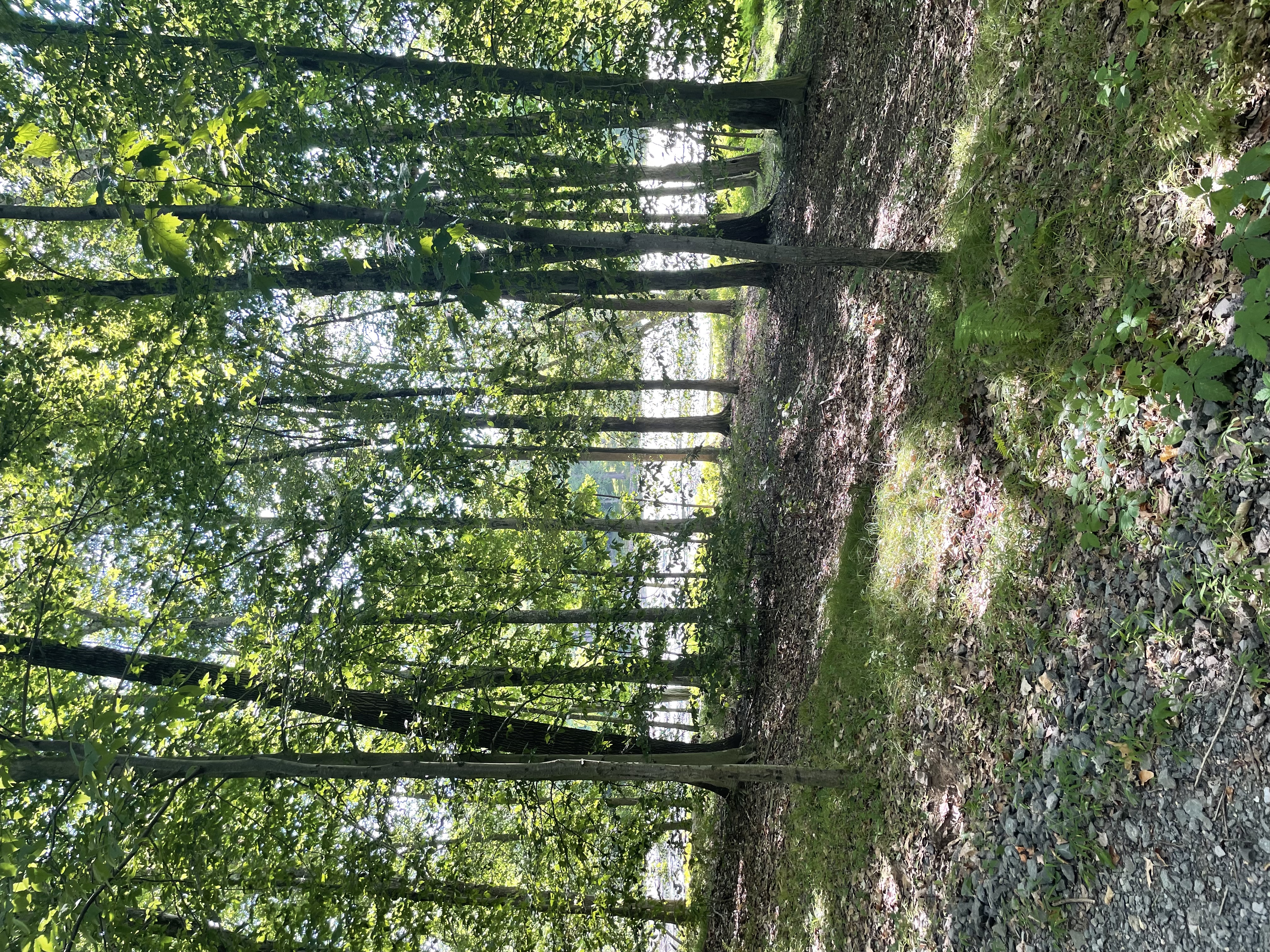 testing a memorial  (August 15, 1946 to May 10, 2010)