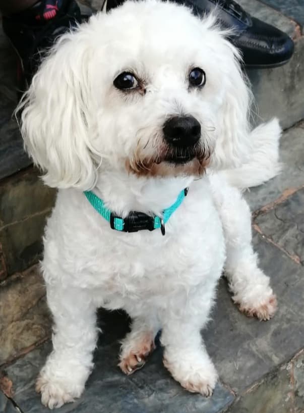 Photo of Pickles
