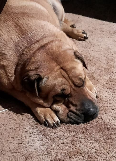 Photo of Bella