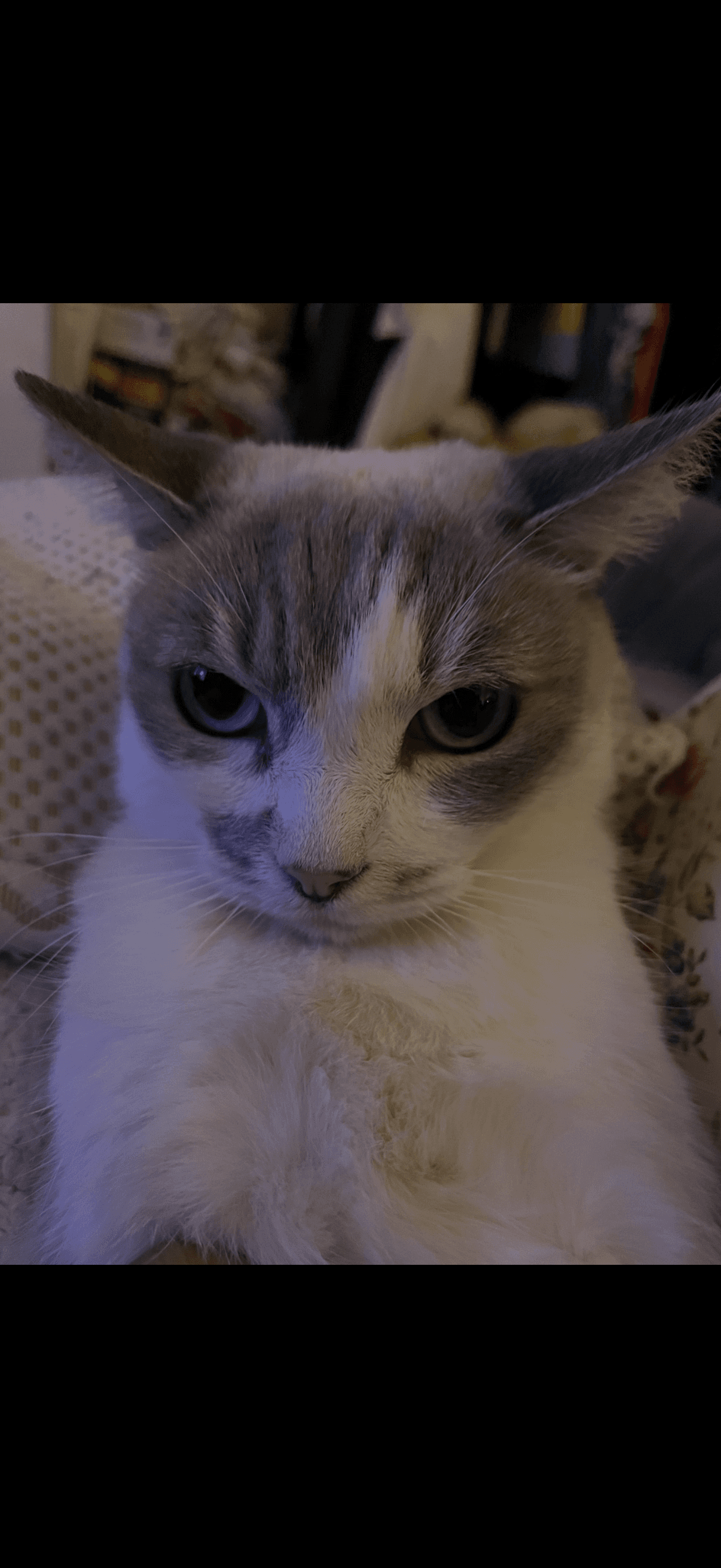 Photo of Kitty