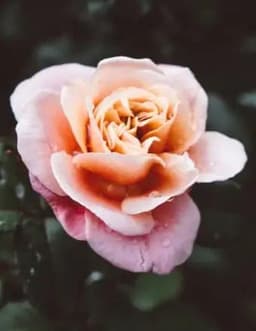 Larry
