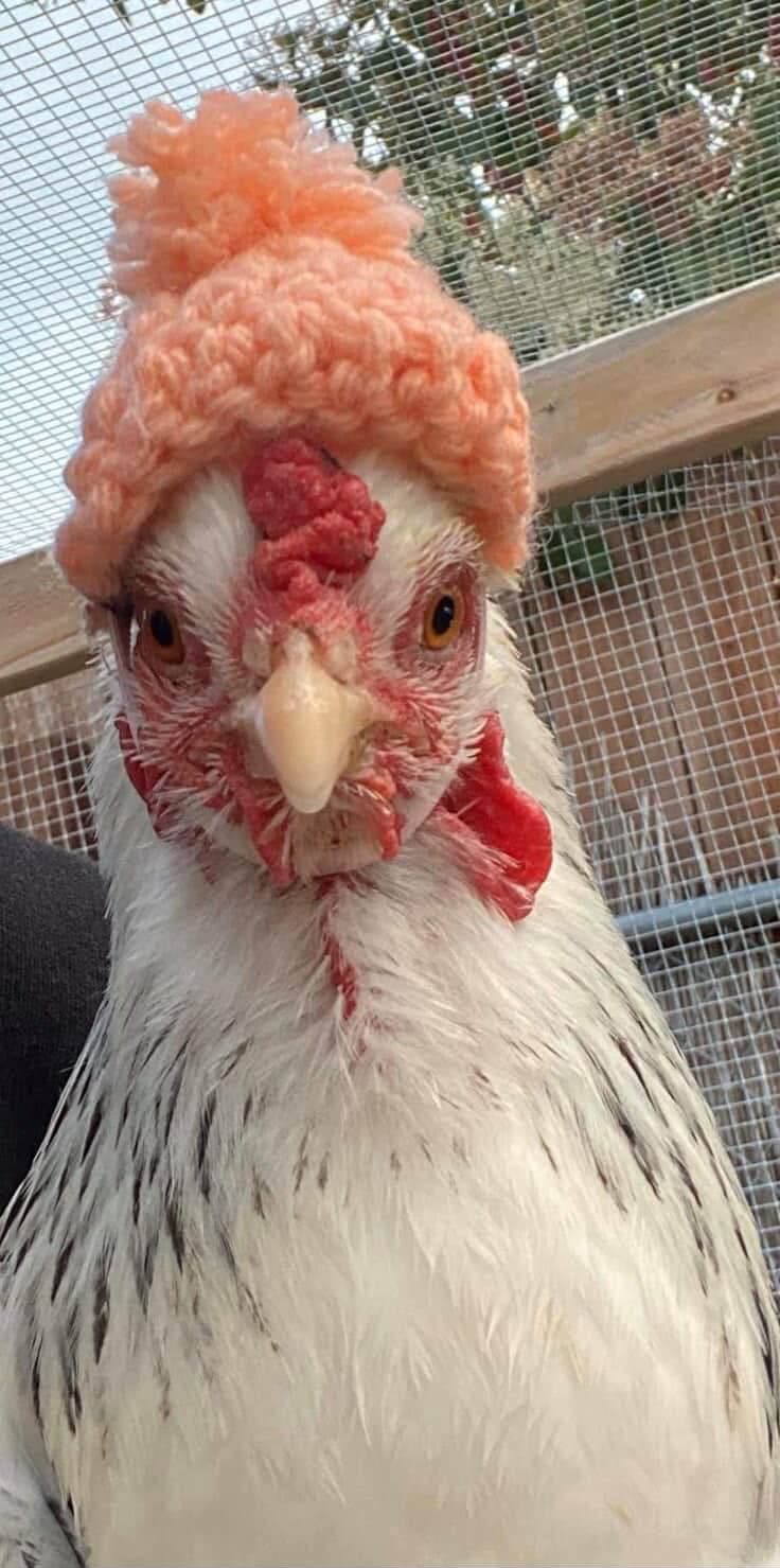 Photo of Chicken