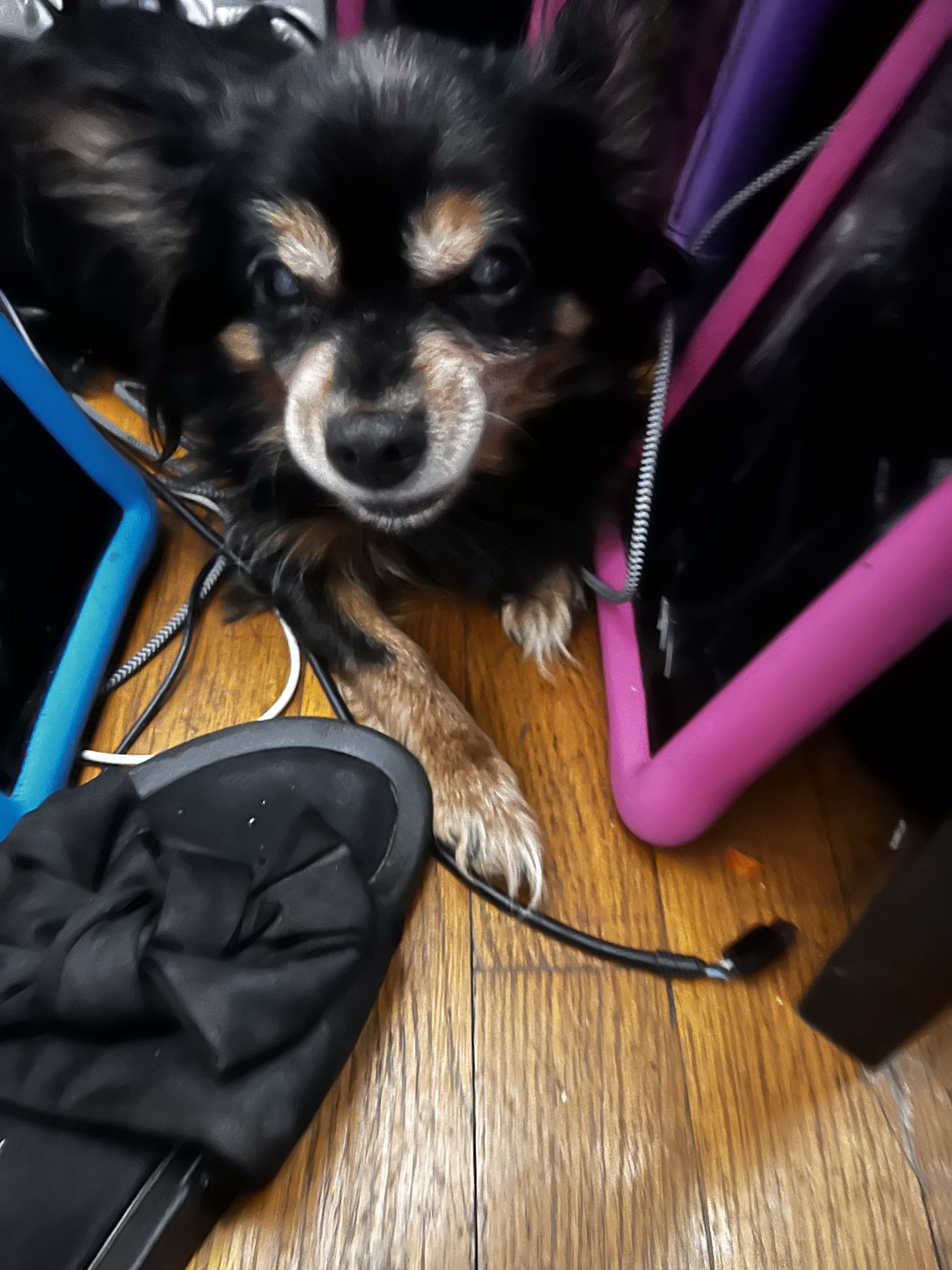 Photo of Roxy