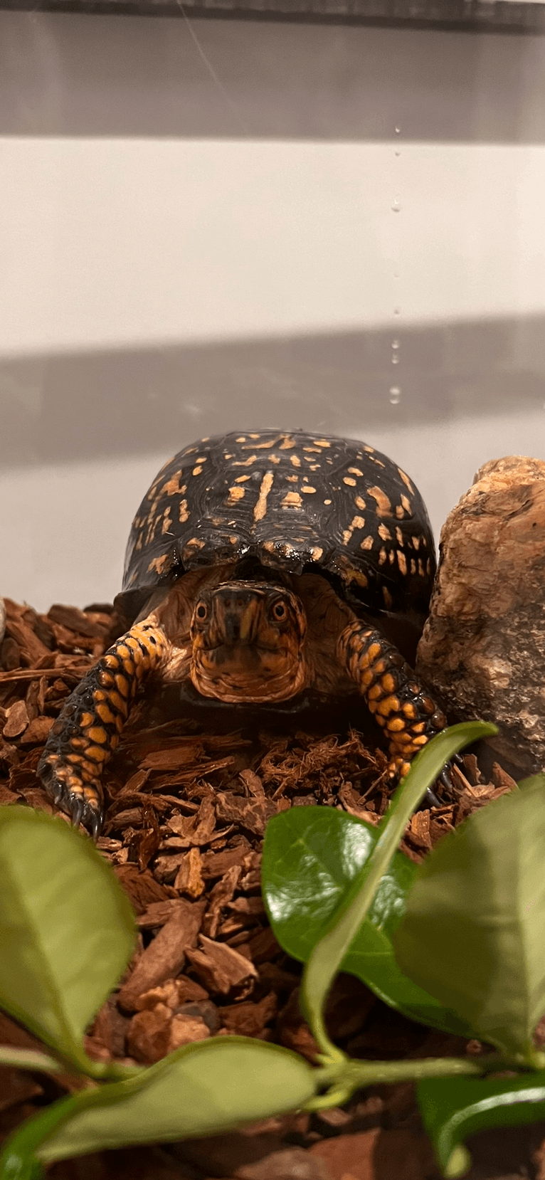 Photo of Dino