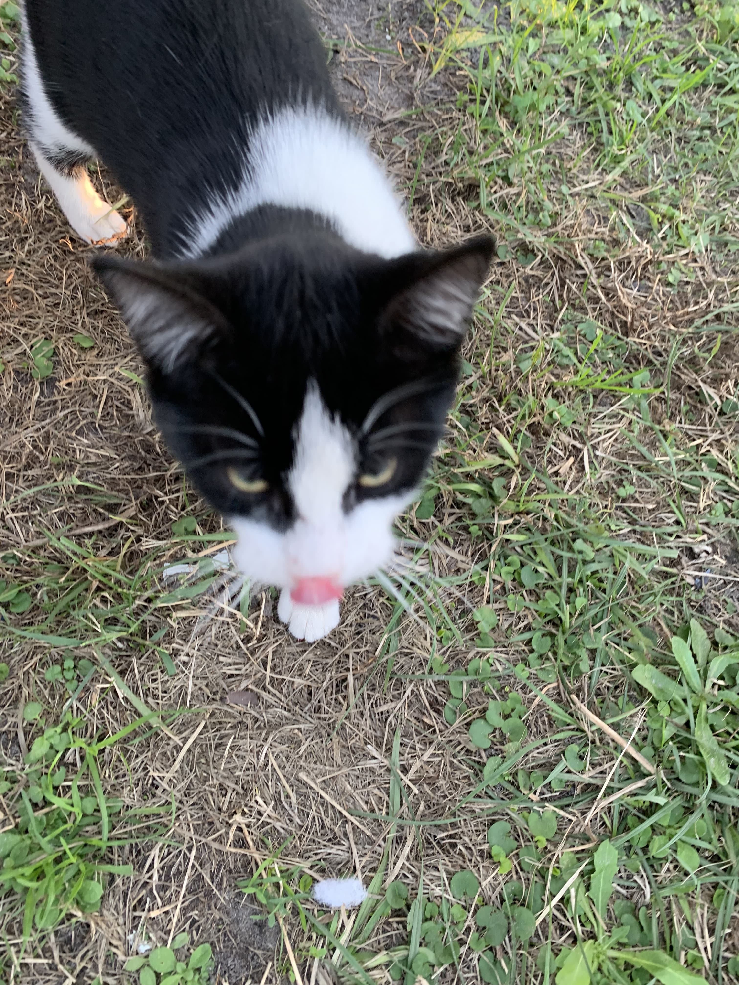 Photo of Oreo