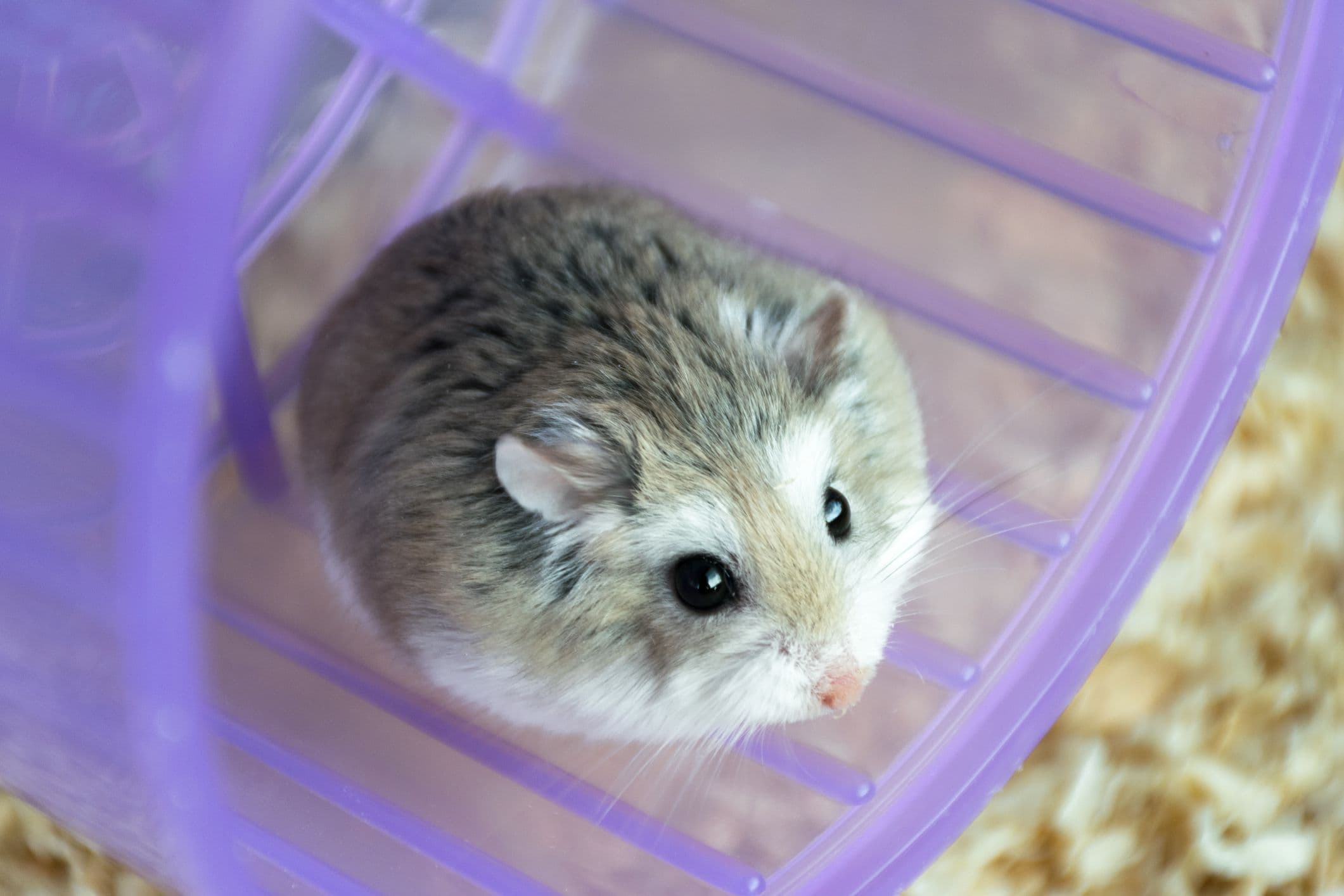 Photo of Little Alisha