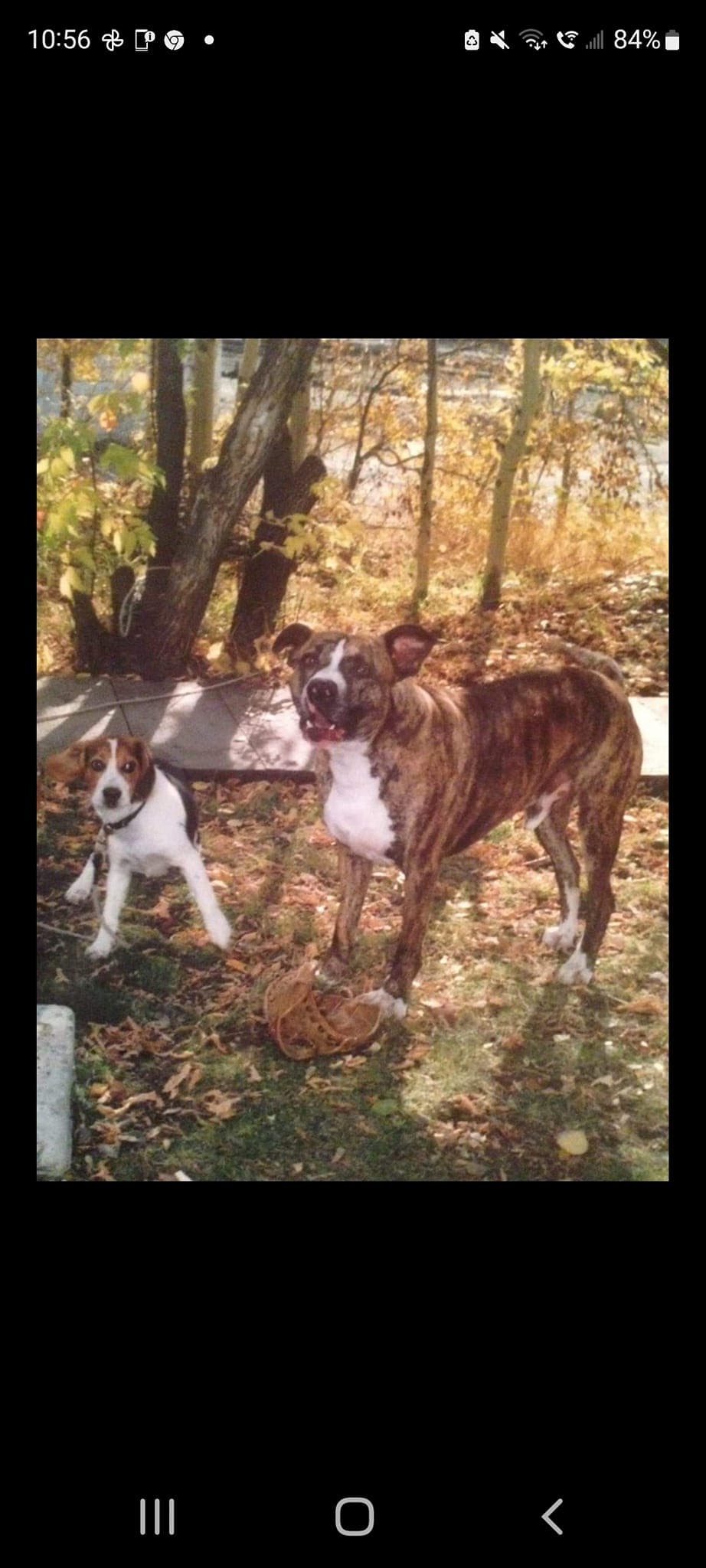 Photo of Charlee