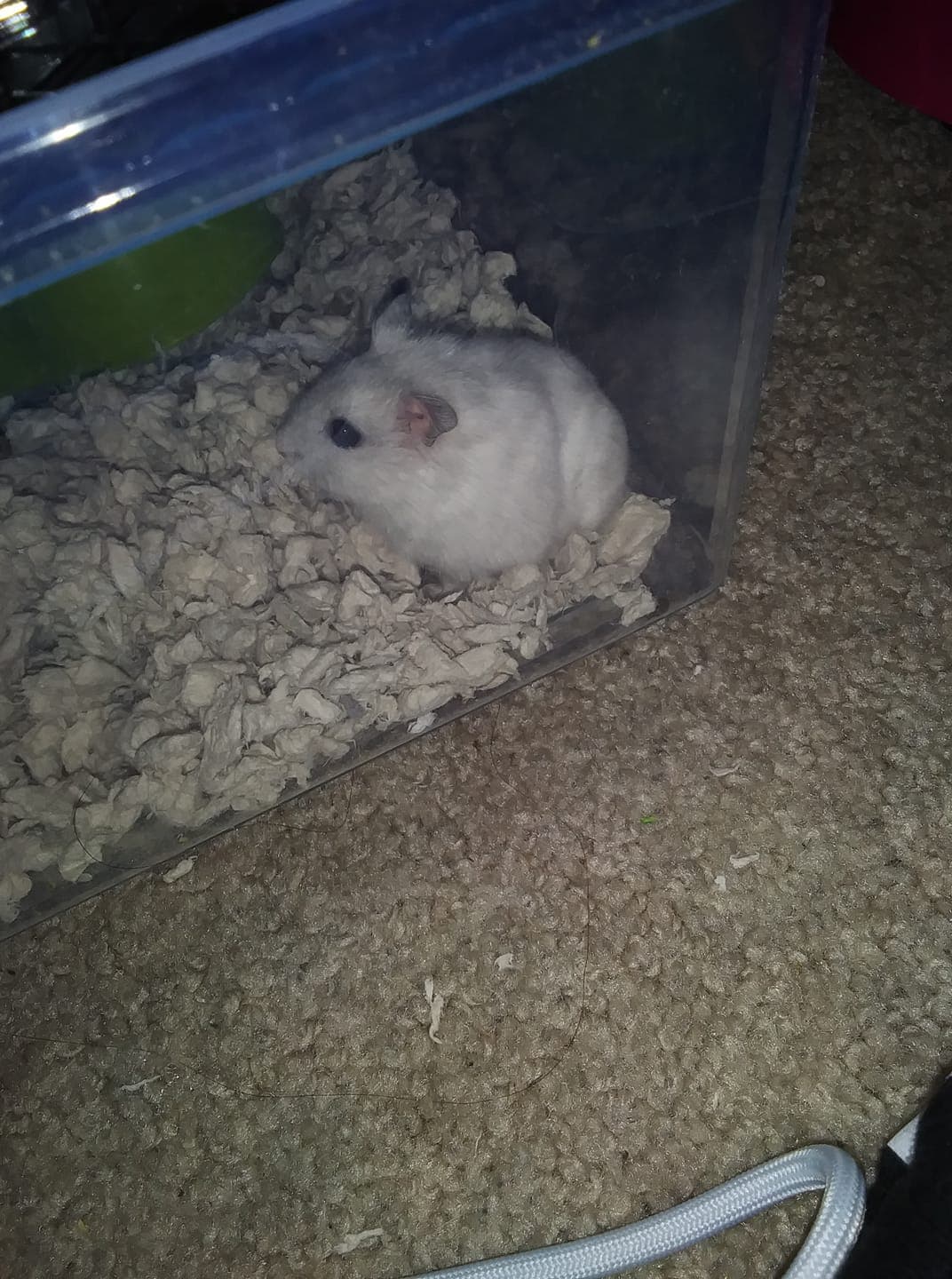 Photo of Bella