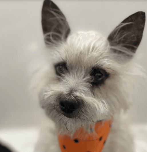 Photo of Max