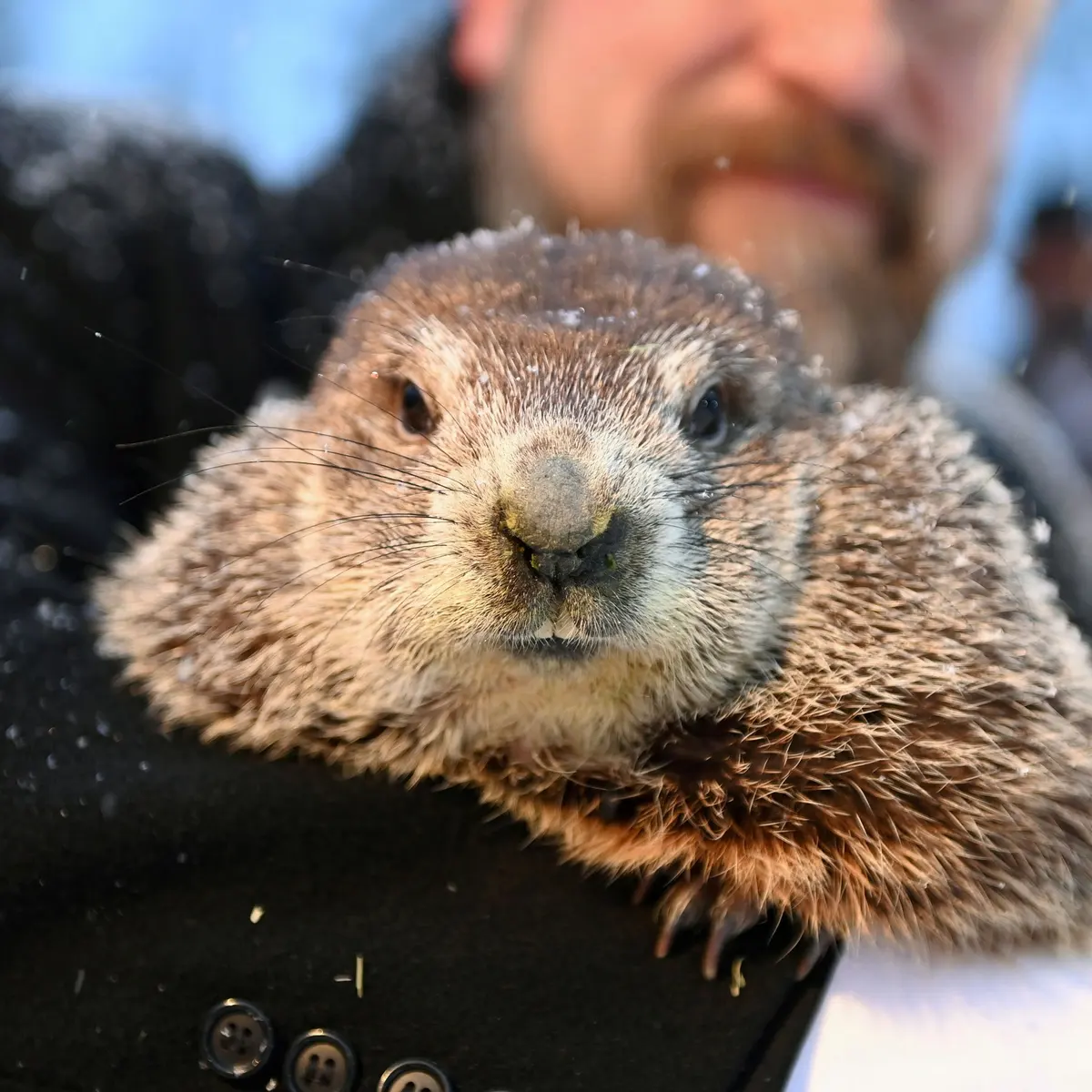Photo of Canada’s Groundhog