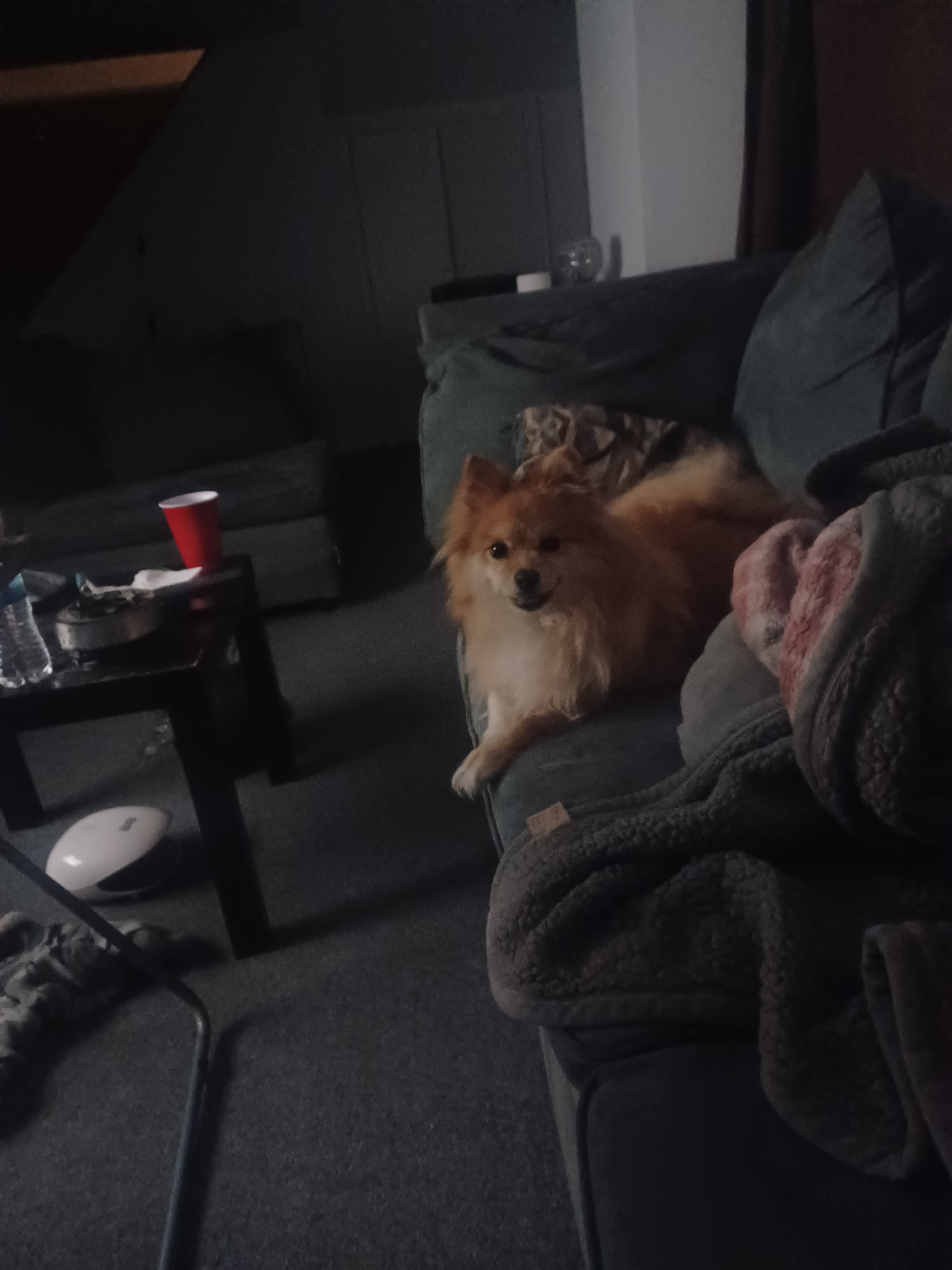 Photo of Foxy