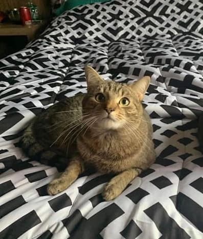 Photo of Gizmo