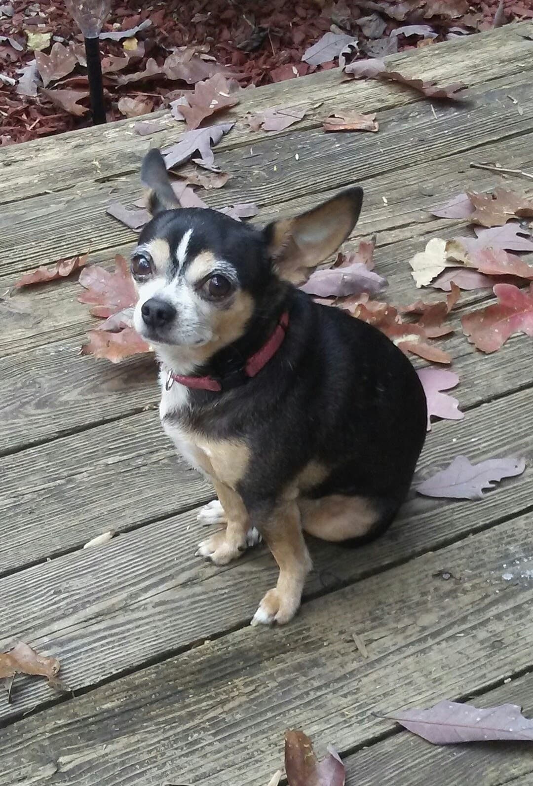 Photo of Rambo