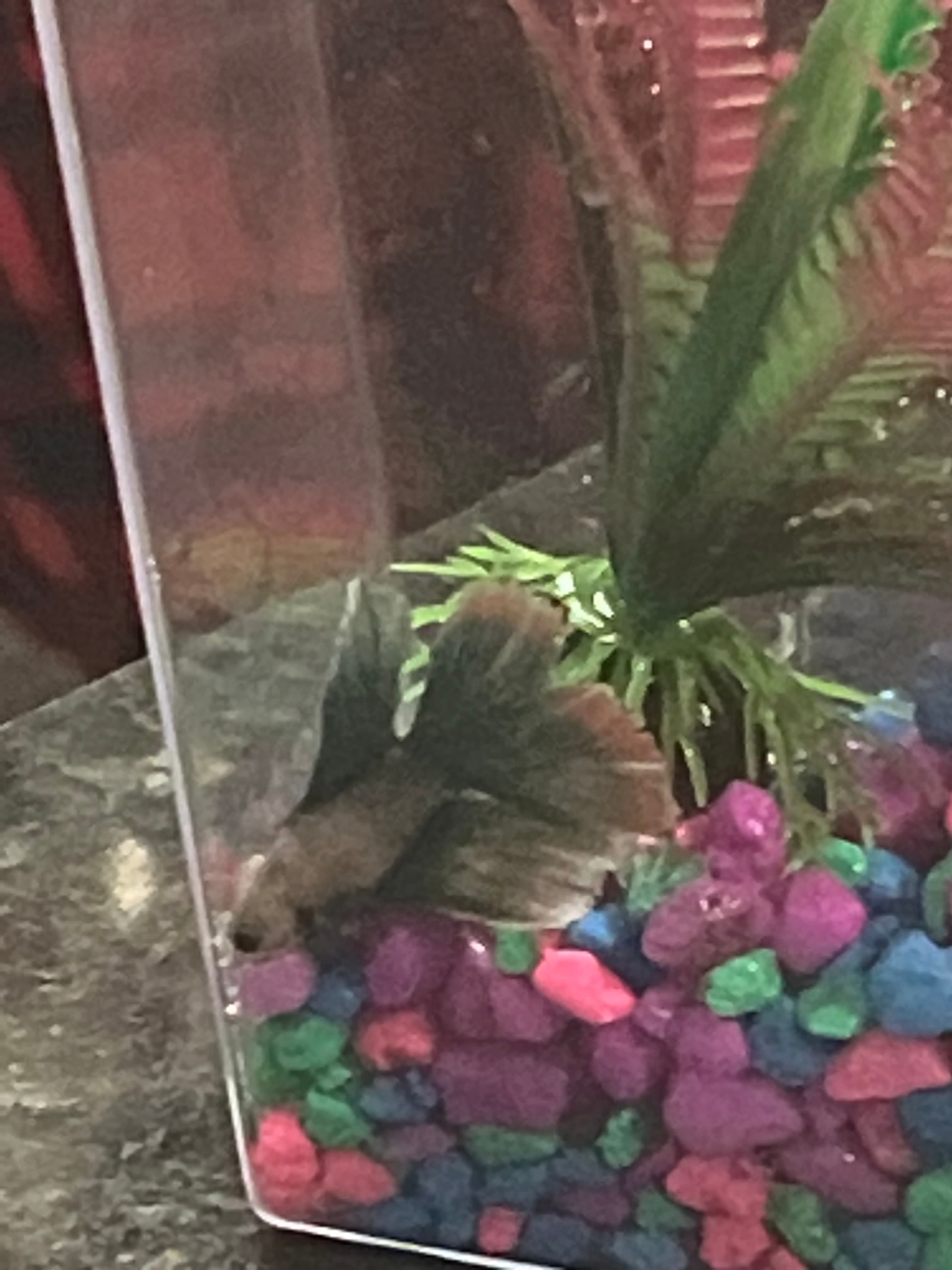 Photo of Judas