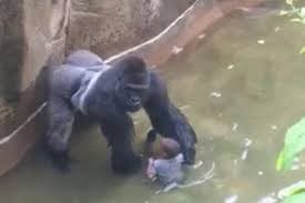 Photo of Harambe