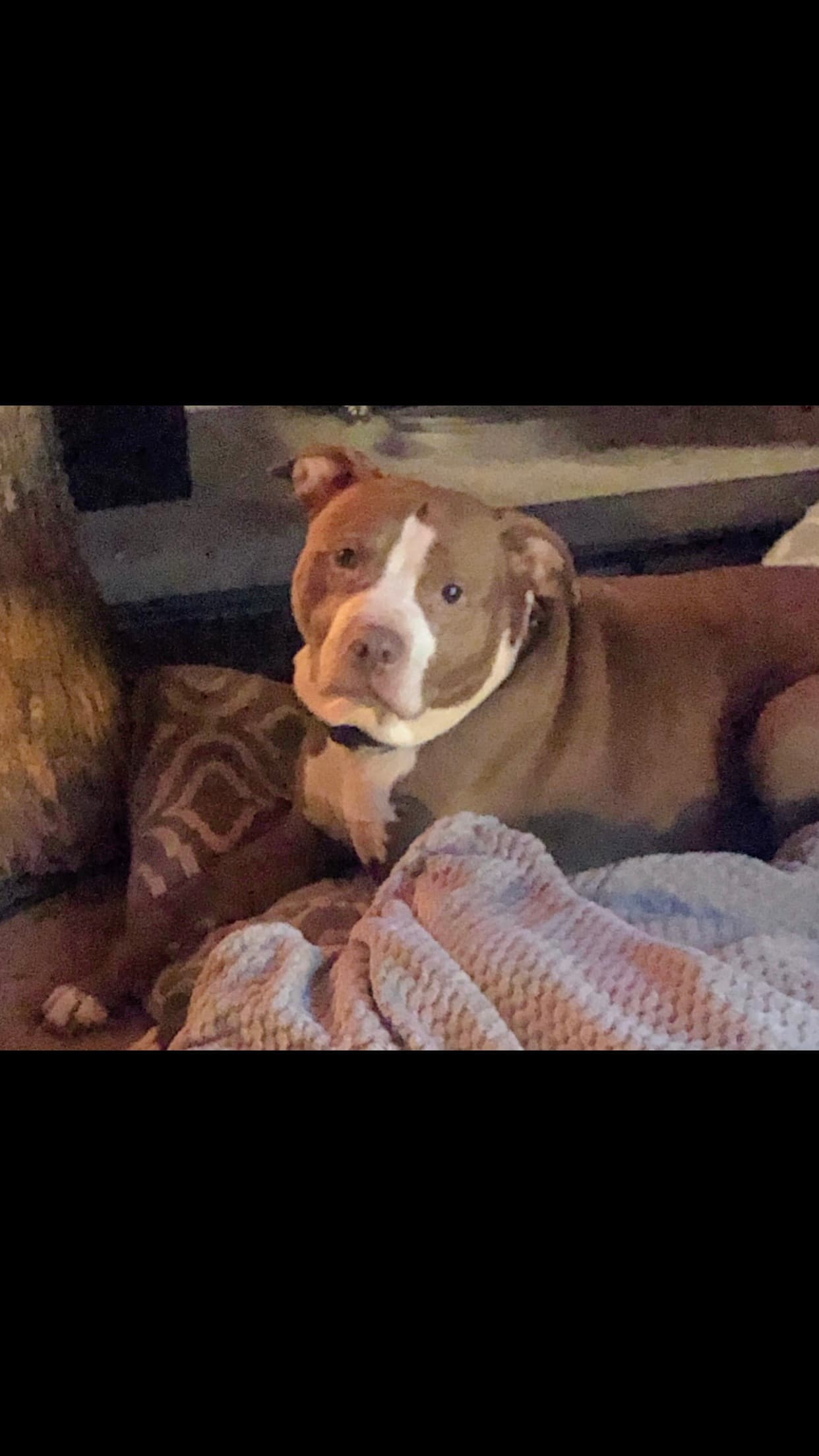 Photo of Bandit