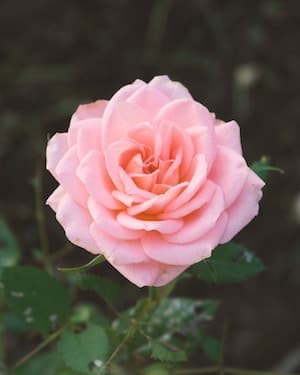 Photo of Charlotte