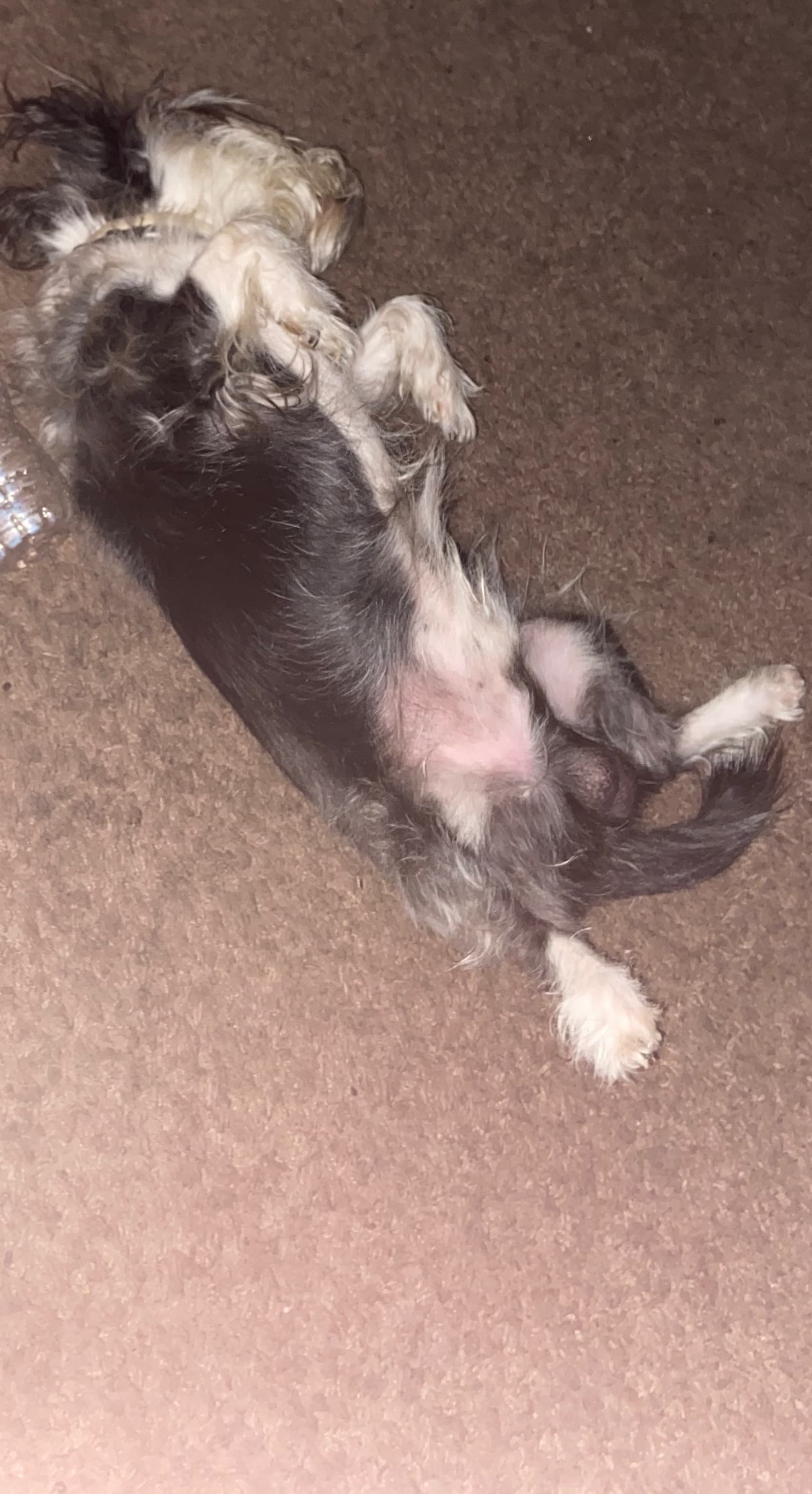 Photo of Mr.Boots