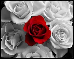 Anne