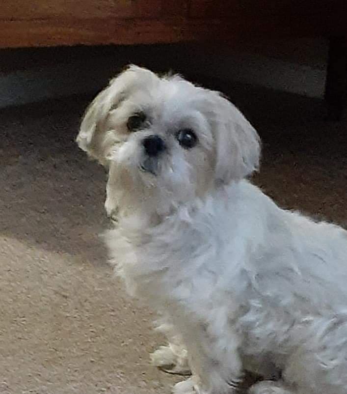 Photo of Gizmo