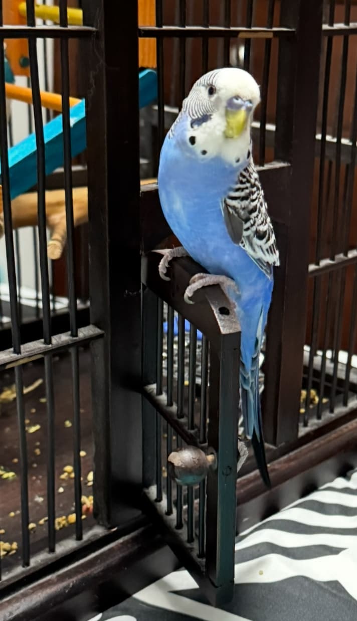 Photo of Bluey