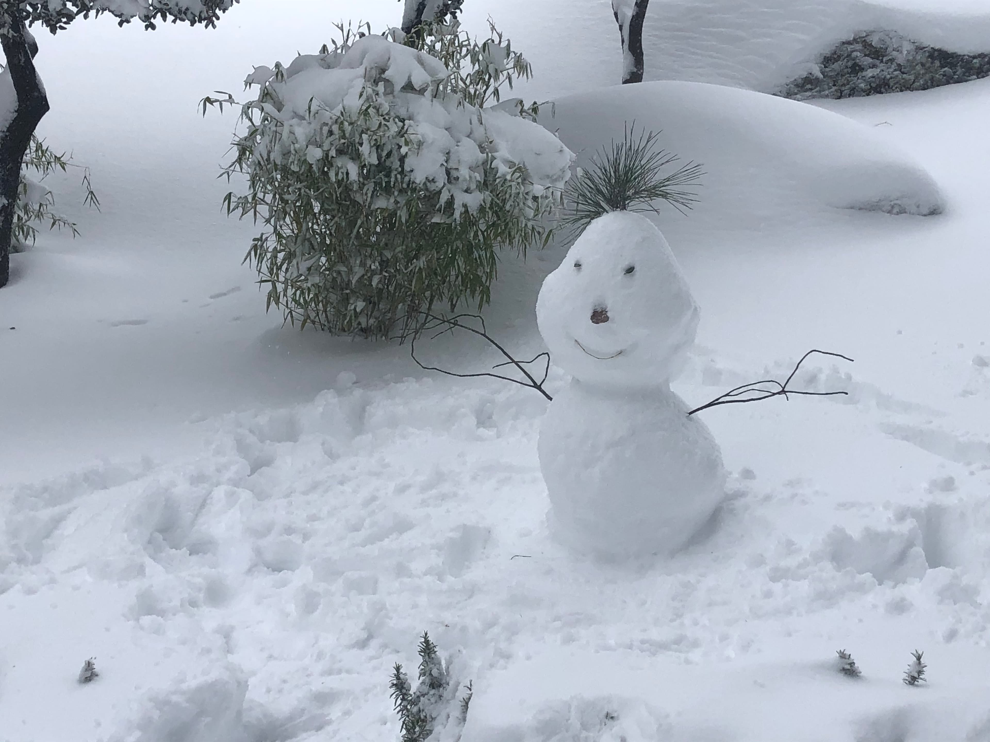 Photo of Snowy
