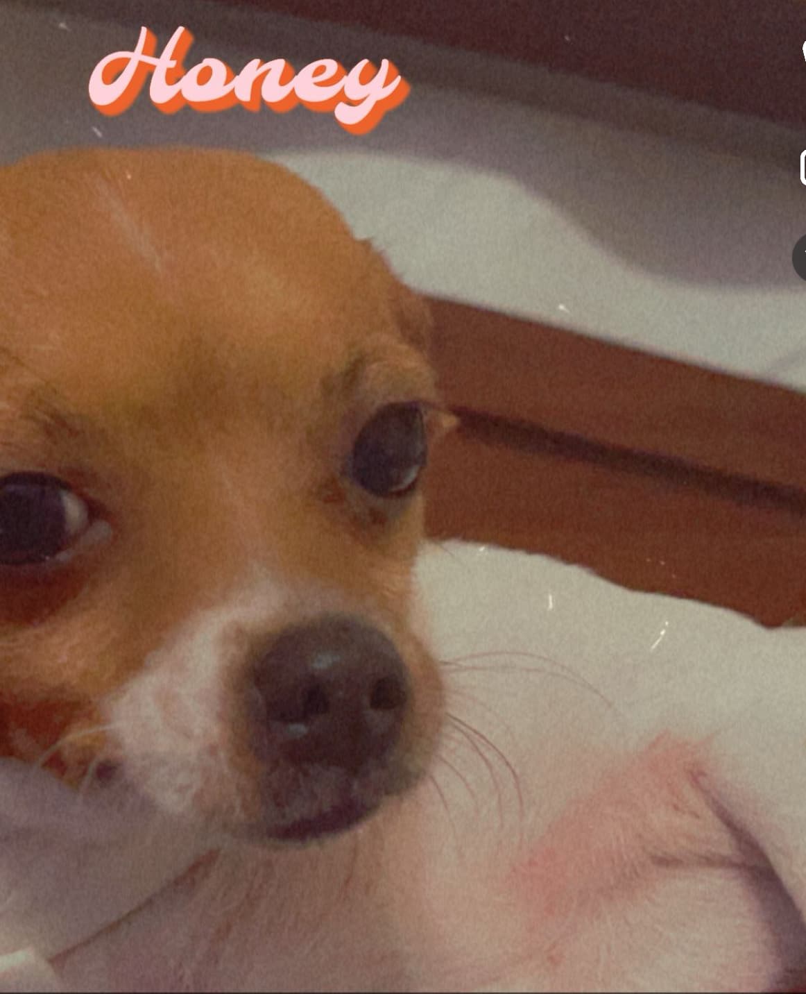 Photo of Honey
